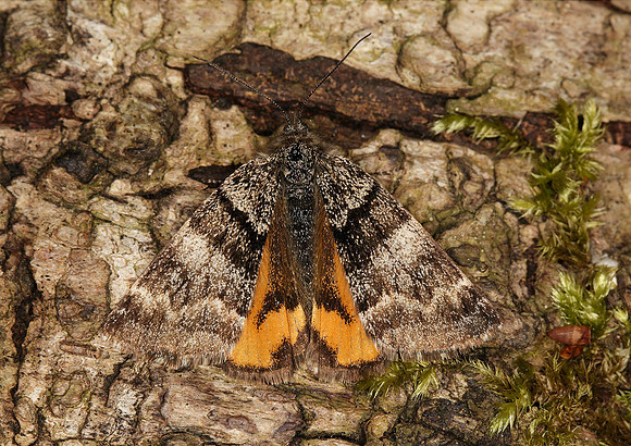 70.204 BF1662 Light Orange Underwing Archiearis notha
