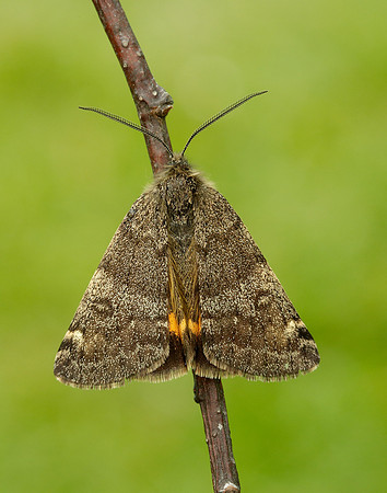 70.204 1662 Light Orange Underwing Boudinotiana notha