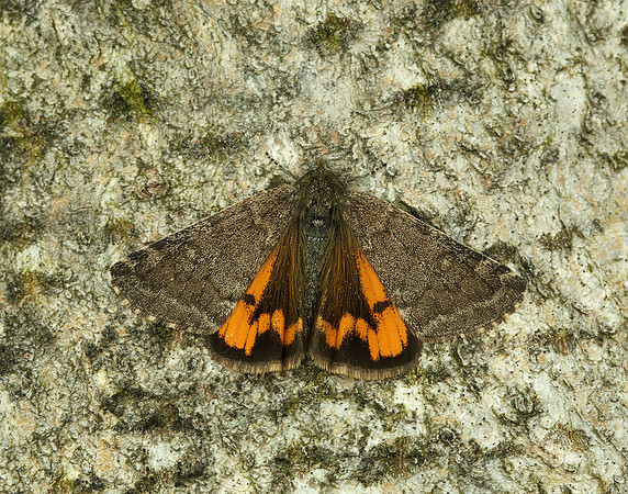 70.204 1662 Light Orange Underwing Boudinotiana notha
