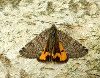 70.204 1662 Light Orange Underwing Boudinotiana notha