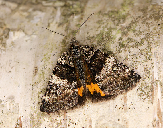70.204 1662 Light Orange Underwing Boudinotiana notha