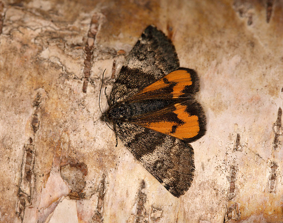 70.204 1662 Light Orange Underwing Boudinotiana notha