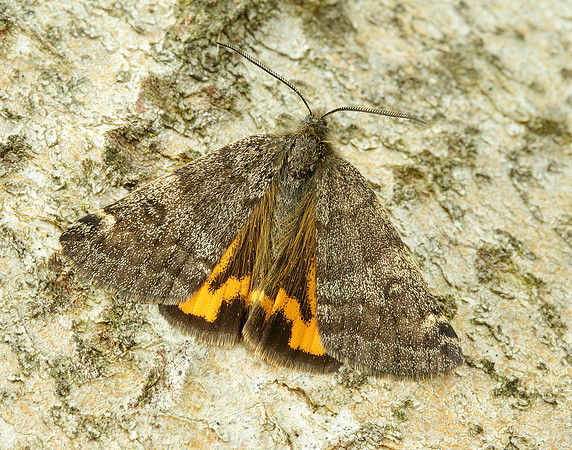70.204 1662 Light Orange Underwing Boudinotiana notha