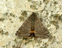 70.204 1662 Light Orange Underwing Boudinotiana notha