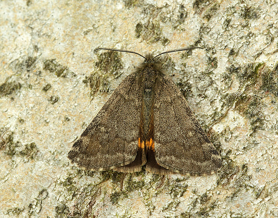 70.204 1662 Light Orange Underwing Boudinotiana notha