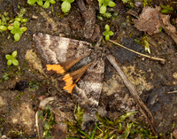 70.204 1662 Light Orange Underwing Boudinotiana notha