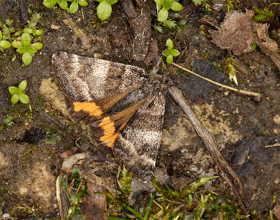 70.204 1662 Light Orange Underwing Boudinotiana notha
