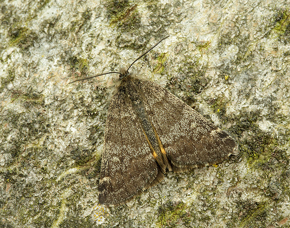 70.204 1662 Light Orange Underwing Boudinotiana notha