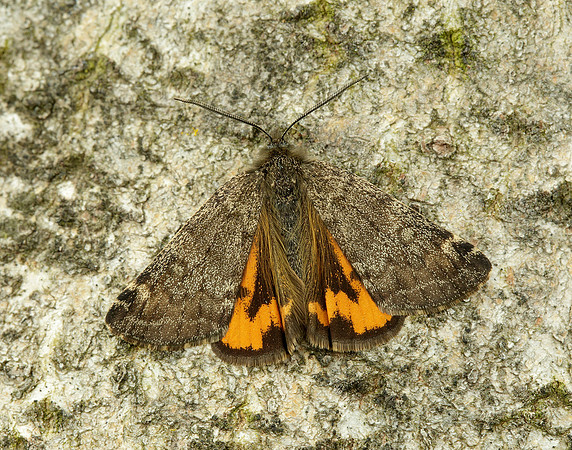 70.204 1662 Light Orange Underwing Boudinotiana notha