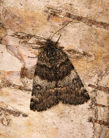 70.204 1662 Light Orange Underwing Boudinotiana notha