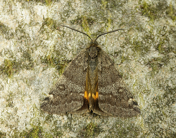 70.204 1662 Light Orange Underwing Boudinotiana notha