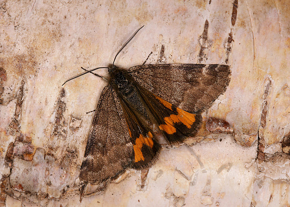 70.204 1662 Light Orange Underwing Boudinotiana notha