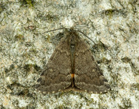 70.204 1662 Light Orange Underwing Boudinotiana notha
