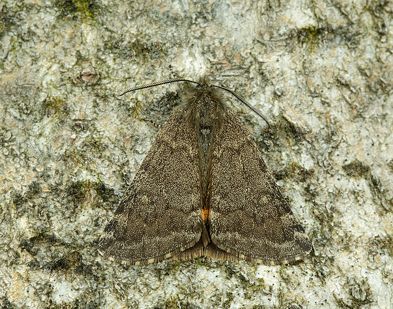 70.204 1662 Light Orange Underwing Boudinotiana notha