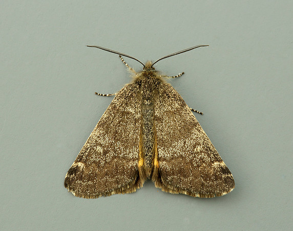 70.204 1662 Light Orange Underwing Boudinotiana notha