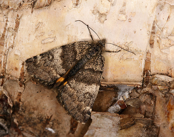 70.204 1662 Light Orange Underwing Boudinotiana notha