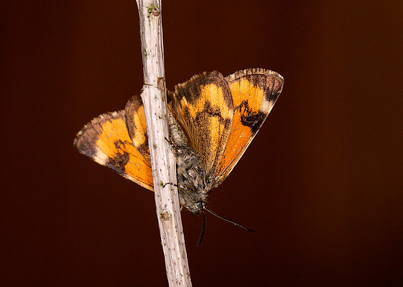 70.204 BF1662 Light Orange Underwing Archiearis notha