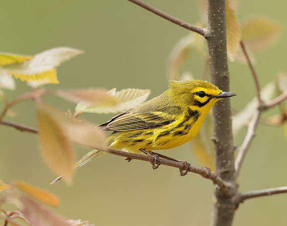 Prairie Warbler Setophaga discolor