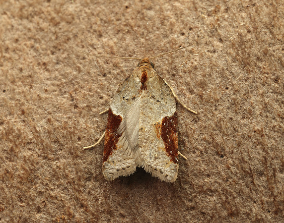 49.066 BF1038 Acleris laterana