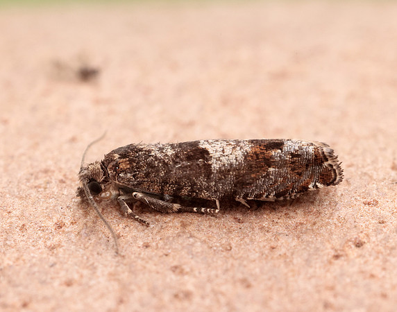 49.245 BF1137 Epinotia tetraquetrana