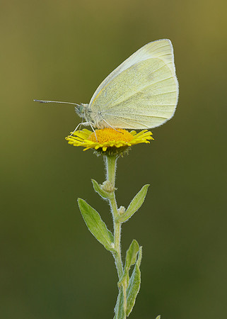 Small White Pieris rapae