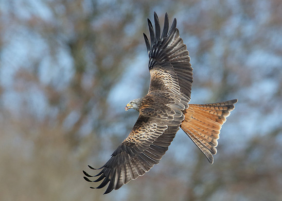 Red Kite Milvus milvus