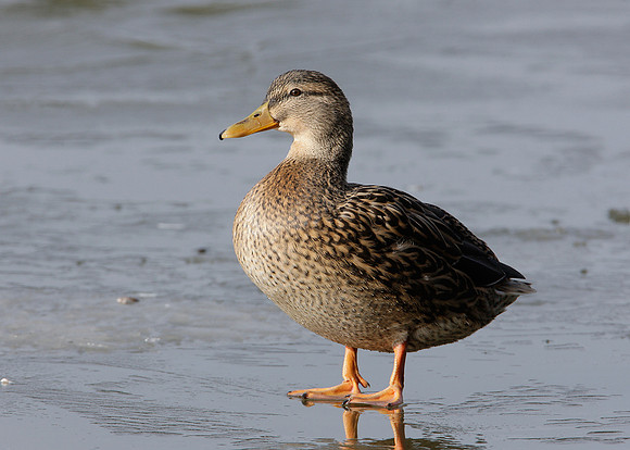 Mallard Anas platyrhynchos