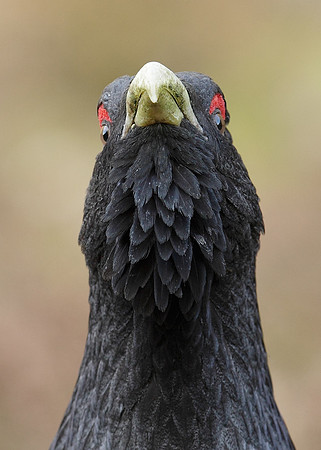 Capercaillie Tetrao urogallus