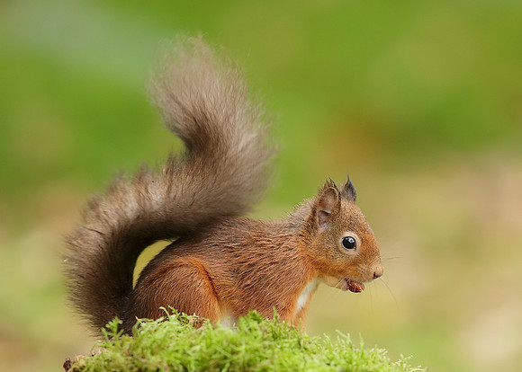 Red Squirrel Sciurus vulgaris
