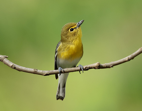 Yellow-throated Vireo Vireo flavifrons