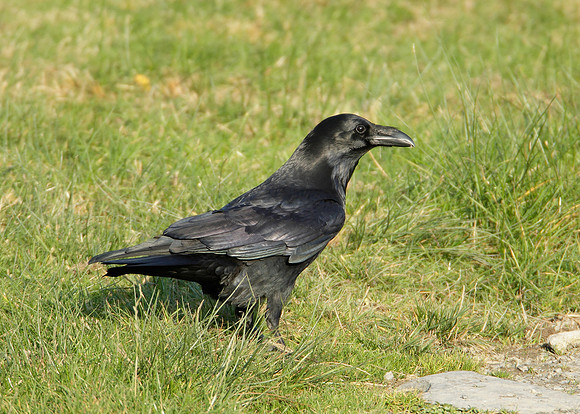 Raven Corvus corax