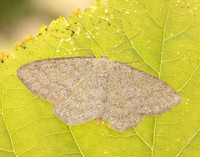 70.026 BF1694 Smoky Wave Scopula ternata