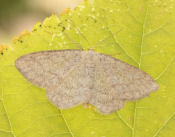 70.026 BF1694 Smoky Wave Scopula ternata