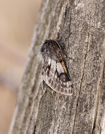 70.249 BF1929 Rannoch Brindled Beauty Lycia lapponaria