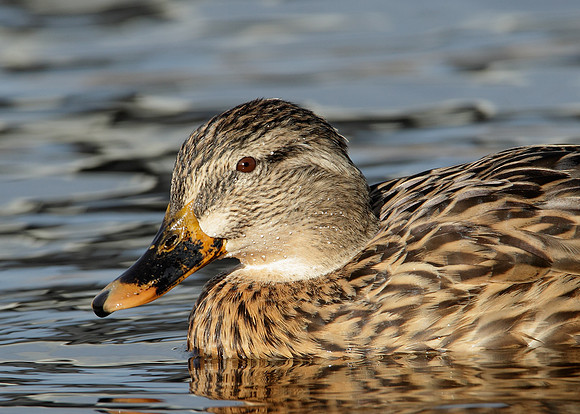 Mallard Anas platyrhynchos