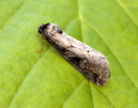 73.061 BF2394 Anomalous Stilbia anomala
