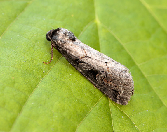 73.061 BF2394 Anomalous Stilbia anomala