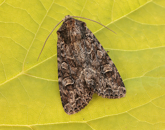 73.154 BF2330 Dusky Brocade Apamea remissa