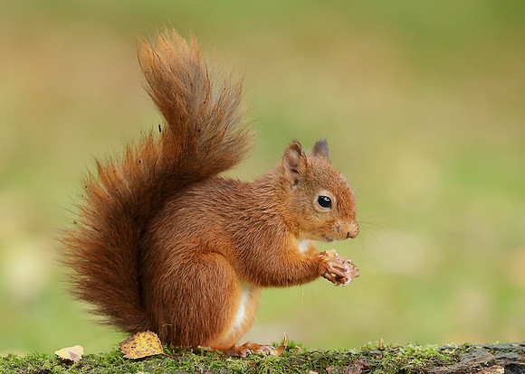 Red Squirrel Sciurus vulgaris