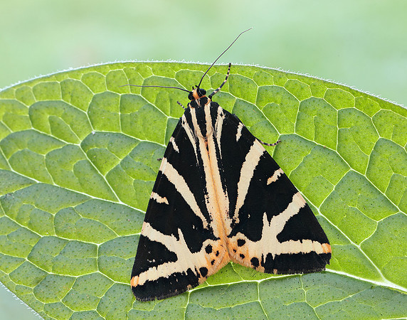 72.030 BF2067 Jersey Tiger Euplagia quadripunctaria