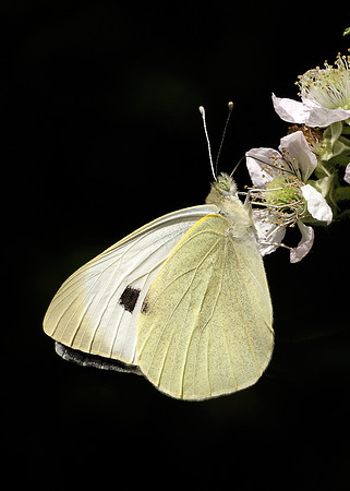 Large White Pieris brassicae