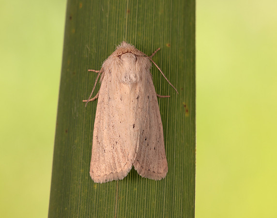 73.149 BF2347  Concolorous Photedes extrema