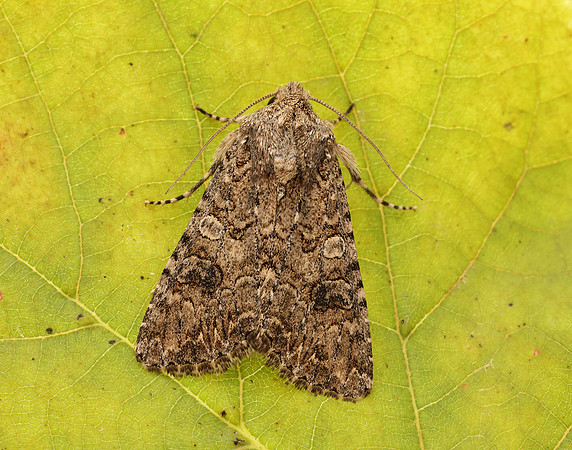 73.255 BF2145 The Nutmeg Anarta trifolii