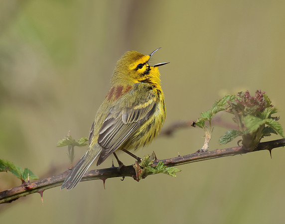 Prairie Warbler Setophaga discolor