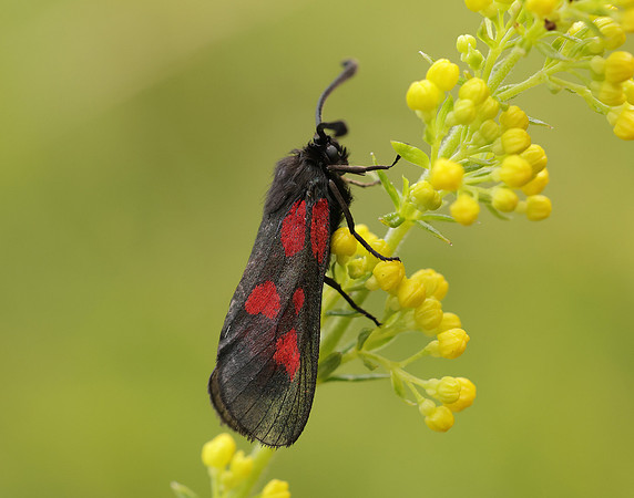54.007 BF168 New Forest Burnet Zygaena viciae