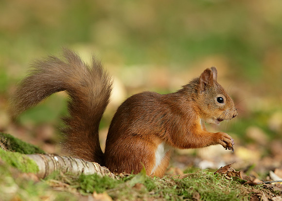Red Squirrel Sciurus vulgaris