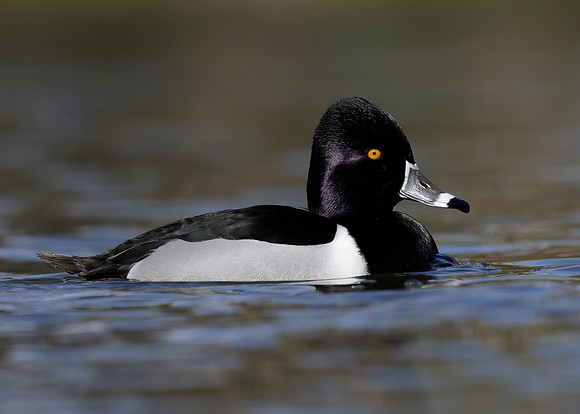 Ring-necked Duck Aythya collaris