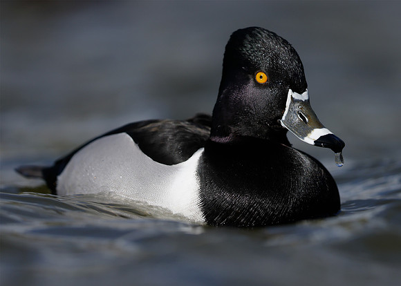 Ring-necked Duck Aythya collaris