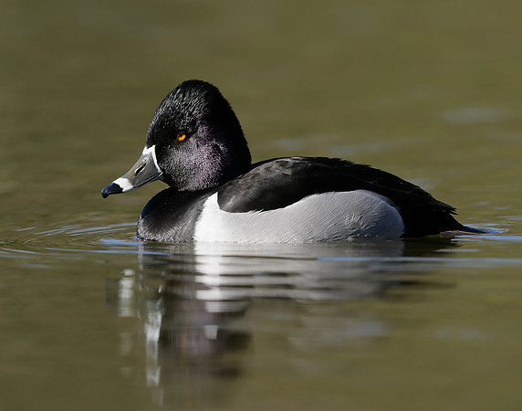Ring-necked Duck Aythya collaris