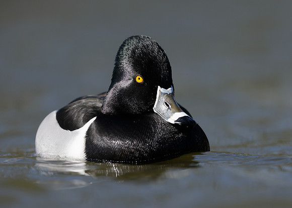 Ring-necked Duck Aythya collaris